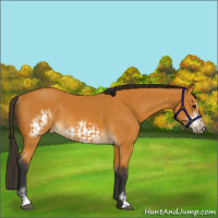 Horse Color:Buckskin Sabino Rabicano  and Buckskin Sabino Frame Rabicano 