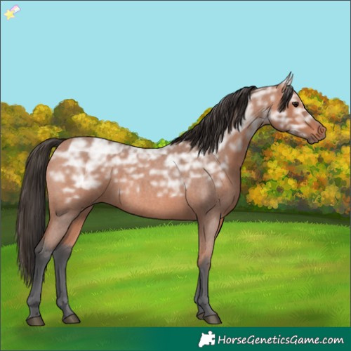 Horse Color:Bay Ice Roan 
