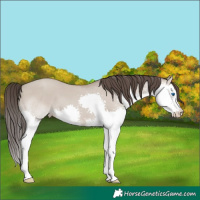 Horse Color:White Spotted Classic Champagne Dun Splash