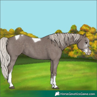 Horse Color:Silver Black Sabino Tobiano 