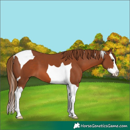 Horse Color:Chestnut Splash Tobiano 