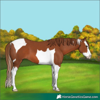 Horse Color:Chestnut Splash Tobiano 