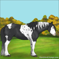Horse Color:Black Splash Tobiano