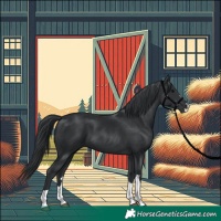 Horse Color:Black 