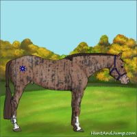 Horse Color:Black and Classic Champagne