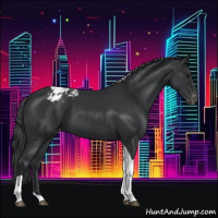 Horse Color:Black Tobiano Appaloosa 
