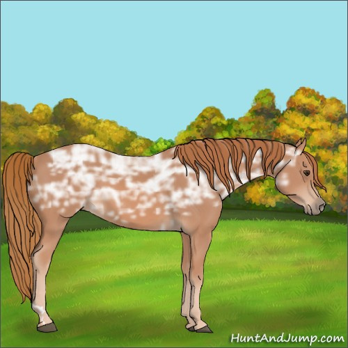 Horse Color:Chestnut Ice 