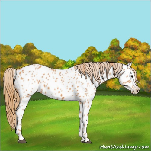 Horse Color:Chestnut Appaloosa 