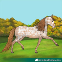 Horse Color:Red Ice Roan 
