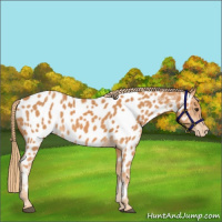 Horse Color:Chestnut Appaloosa 