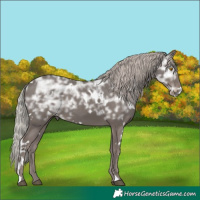 Horse Color:White Spotted Silver Black Ice 