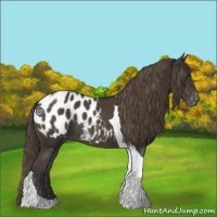Horse Color:Smoky Black Tobiano Appaloosa 