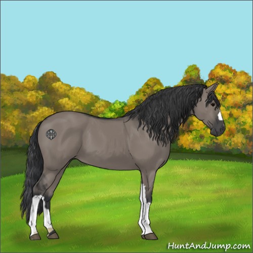Horse Color:Grullo 