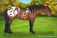 Horse Color:Brown Appaloosa 