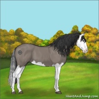 Horse Color:Grullo Splash 