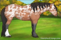 Horse Color:Bay Ice 