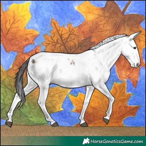 Horse Color:Brown Ice Sabino 