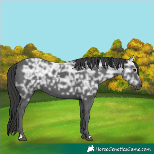 Horse Color:Black Ice 