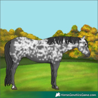 Horse Color:Black Ice 