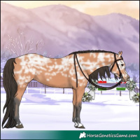 Horse Color:Bay Ice 