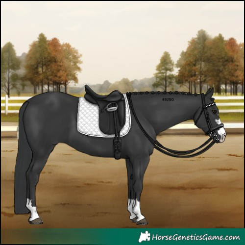 Horse Color:Black 