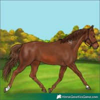 Horse Color:Chestnut 