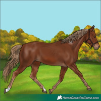 Horse Color:Chestnut 