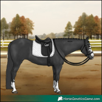 Horse Color:Black 