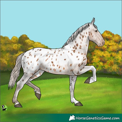 Horse Color:White Spotted Chocolate Palomino Tobiano Near Leopard 