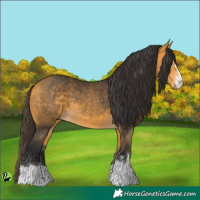 Horse Color:Buckskin 