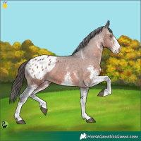 Horse Color:White Spotted Brown Appaloosa 