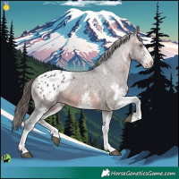 Horse Color:White Spotted Brown Appaloosa 