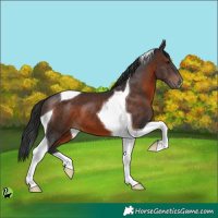 Horse Color:Brown Tobiano 
