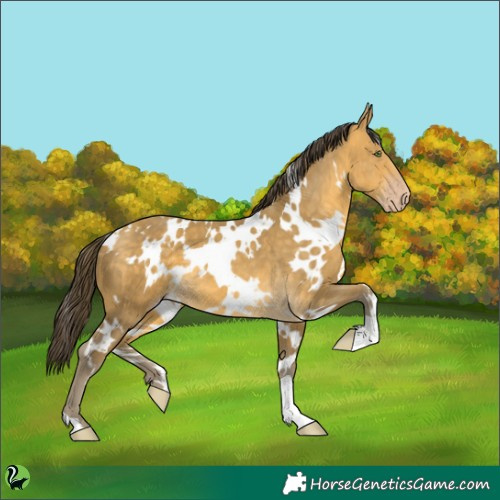 Horse Color:White Spotted Sable Cream Champagne 