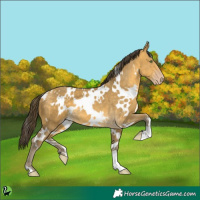 Horse Color:White Spotted Sable Cream Champagne 