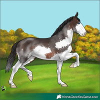 Horse Color:Brown Splash 