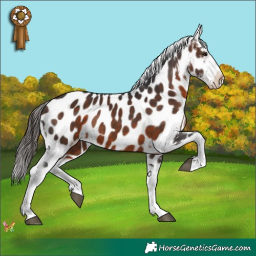 Horse Color:Brown Appaloosa 