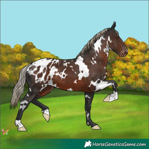 Horse Color:White Spotted Liver Chestnut Appaloosa 