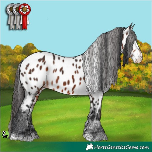 Horse Color:Brown Appaloosa 