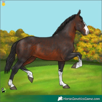 Horse Color:Brown 