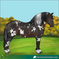 Horse Color:White Spotted Brown 