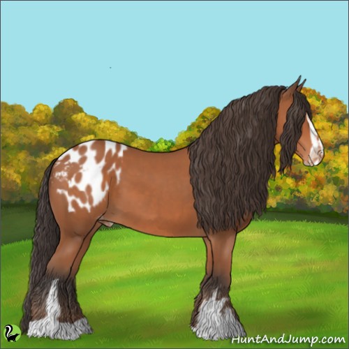 Horse Color:Bay Sabino Appaloosa 