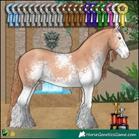 Horse Color:White Spotted Gold Champagne