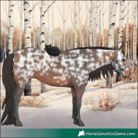 Horse Color:Bay Ice 