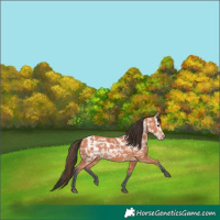Horse Color:Bay Ice 