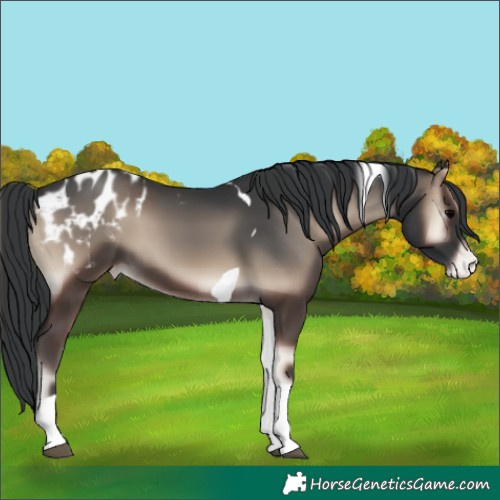 Horse Color:Blue Onyx Tobiano Appaloosa 