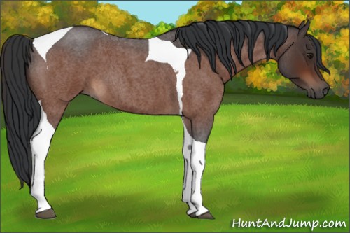 Horse Color:Brown Roan Tobiano 
