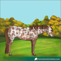 Horse Color:Chestnut Ice 