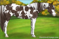 Horse Color:White Spotted Liver Chestnut Sabino 