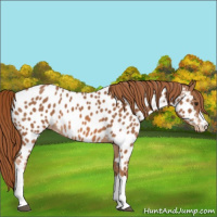 Horse Color:Chestnut Appaloosa 